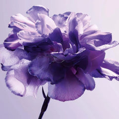 Gris Dior EDP (Unisex)